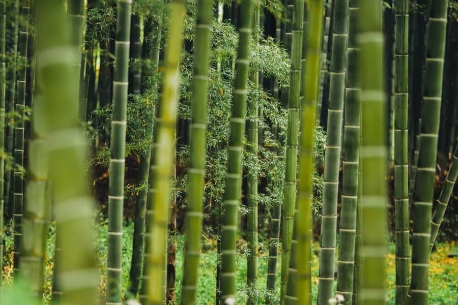 #DYK: How Sustainable Is Bamboo — Is It Truly Eco-Friendly?